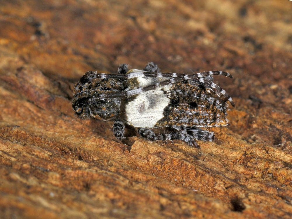 Pogonocherus hispidulus